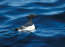 Common_guillemot_063106