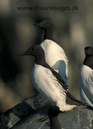 Common_guillemots_061907