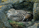 Eider_on_nes_062211