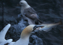 Gannet_with_fish_542308
