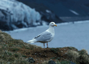 Glacous_gull_062111