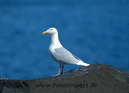 Glaucous_gull_061520