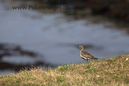 Golden_Plover_MG_2917