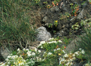 Great_blackbacked_gull_chick063432