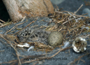 Great_blackbacked_gull_chick_and_egg_063428