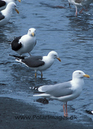 Gulls_87720235