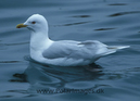 Iceland_gull_87736319