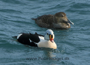 King_Eider_87736605