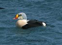 King_Eider_87737329