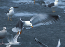 Lesser_Black_backed_Gull_87720236