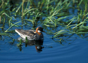 Phalarope_062602