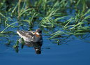 Phalarope_062603