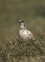 Ptarmigan_064702