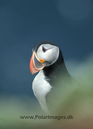 Puffin_061915