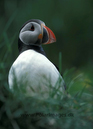 Puffin_061920