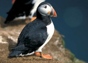 Puffin_063535