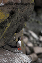 Puffin_MG_2931