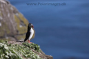 Puffin_MG_2933