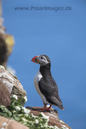 Puffin_MG_3026