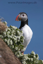 Puffin_MG_3092