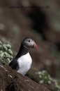 Puffin_MG_3168