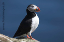 Puffin_MG_3231