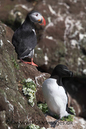 Puffin_and_Razorbill_MG_3124