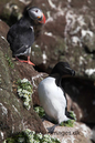 Puffin_and_Razorbill_MG_3127