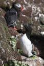 Puffin_and_Razorbill_MG_3128