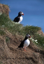Puffins_MG_2996