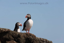 Puffins_MG_3009