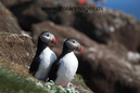 Puffins_MG_3034