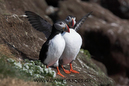 Puffins_MG_3041
