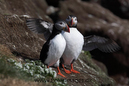 Puffins_MG_3042