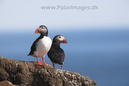 Puffins_MG_3053