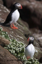 Puffins_MG_3073