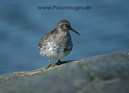 Puple_Sandpiper_064714