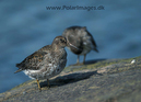 Puple_Sandpiper_064718