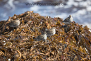 Puple_Sandpiper__MG_2704