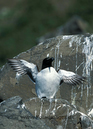 Razorbill_061725