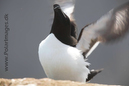 Razorbill_MG_3130