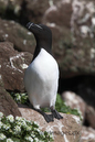 Razorbill_MG_3143