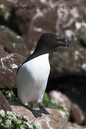 Razorbill_MG_3150