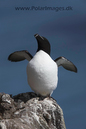 Razorbill_MG_3154