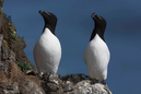 Razorbill_MG_3198