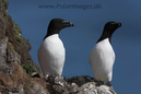 Razorbill_MG_3199