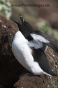 Razorbill_MG_3206