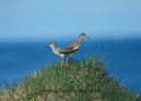 Redshanks_061331