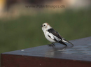 Snow_Bunting_MG_2911