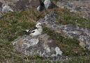 Snow_Bunting_MG_2972